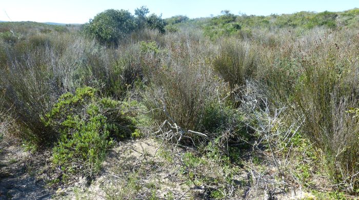 Conicosia pugioniformis subsp. pugioniformis PlantZAfrica